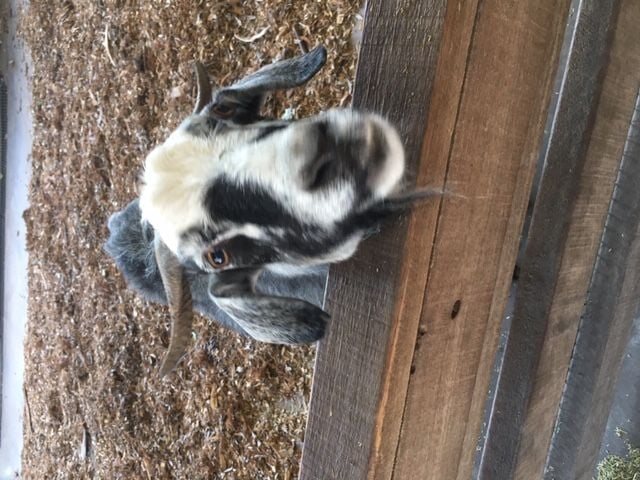 Symbio Wildlife Park - Thursday 15th October, 2020 Image -5f8d03b5a132e